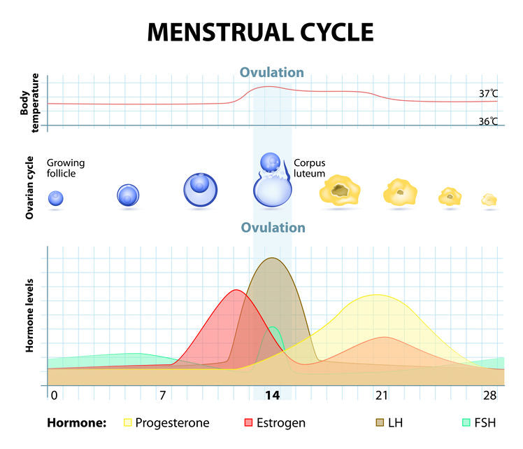 What is a Luteal Phase Defect or LPD? – BabyHopes