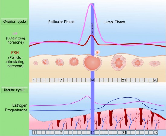 Understanding Luteal Phase Defect (LPD): Causes, Diagnosis, and Treatment