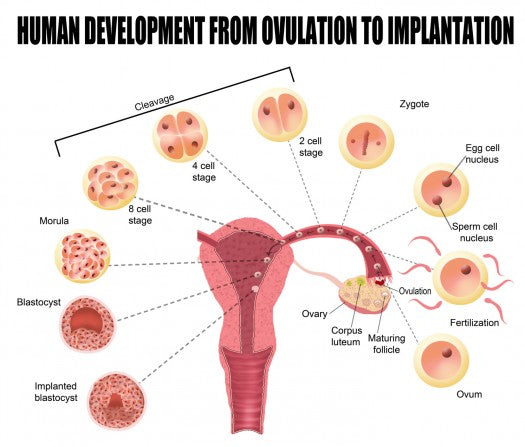 Implantation Bleeding After Conception - When it Happens & What it