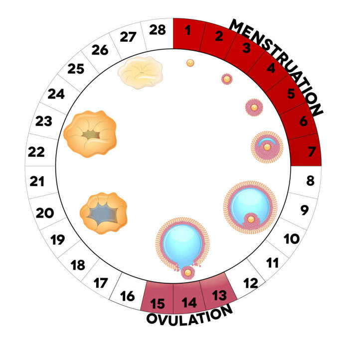 Why Is My Ovulation Test Positive For 2 Days In a Row BabyHopes