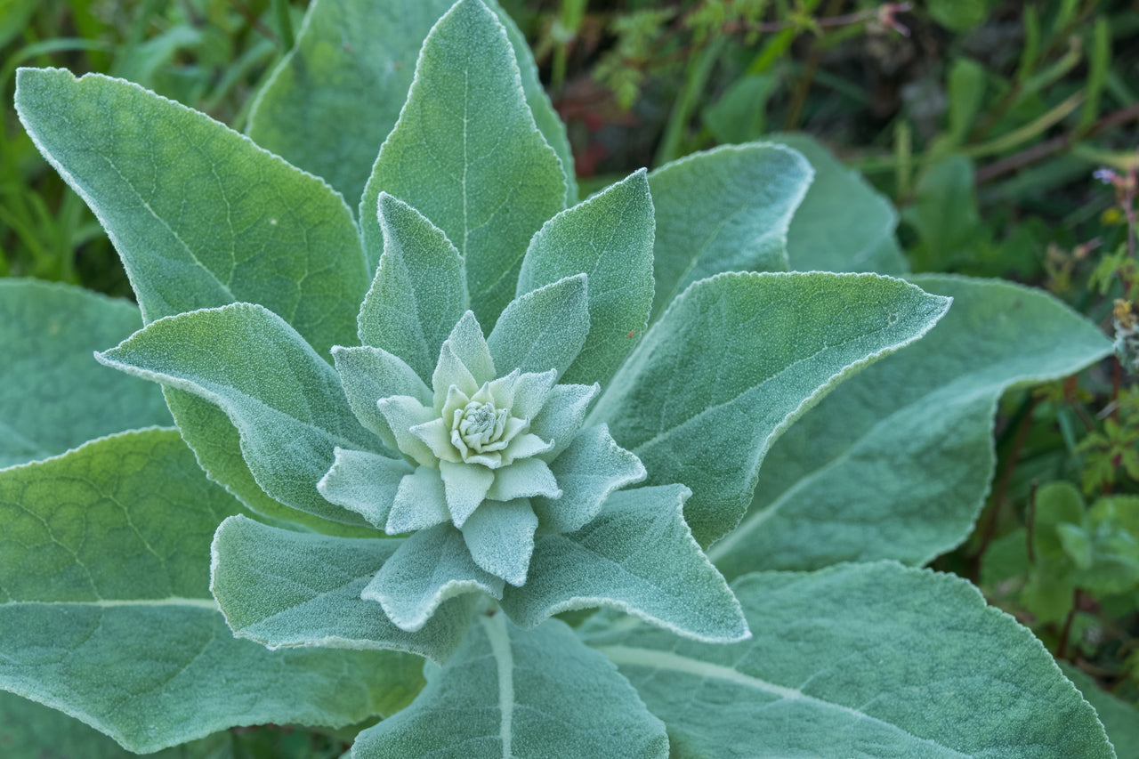 Mullein Leaf for Respiratory Health: How This Traditional Herb Can Support Your Lungs