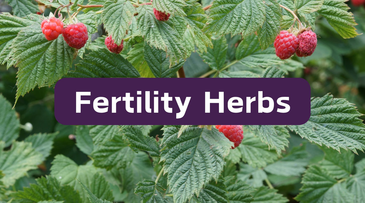 The Top Herbs for Fertility and Reproductive Health