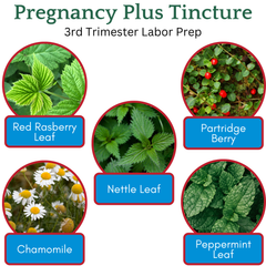 Herbs in Pregnancy Plus Tincture